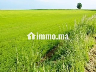Une Ferme à vendre de 28 hectares Mohammedia - Terrain à vendre - Autre