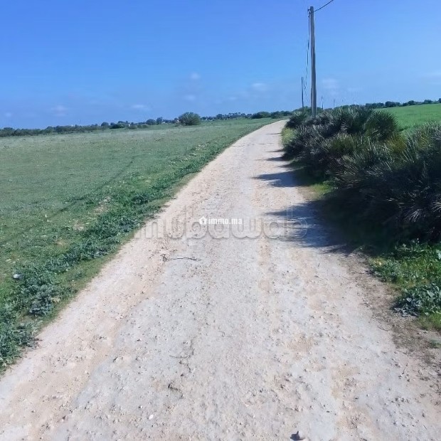 Terrain Agricole de 5,5 hectares Á El Mansouria - Vente Immobilier - El Mansouria - photo 1