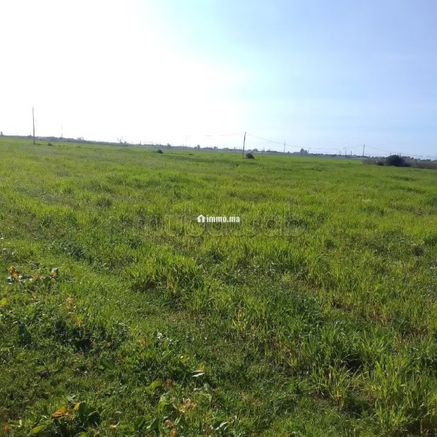 Terrain Agricole de 5,5 hectares Á El Mansouria - Vente Immobilier - El Mansouria - photo 2