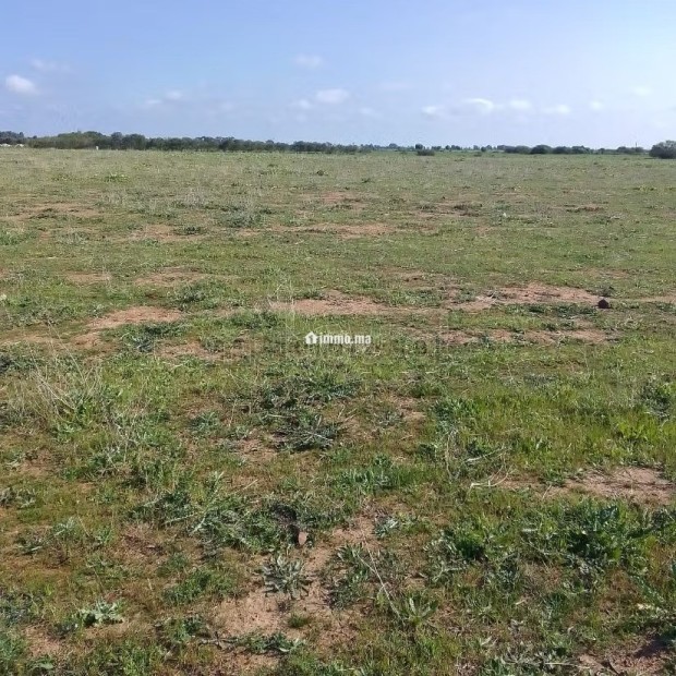 Terrain Agricole de 5,5 hectares Á El Mansouria - Vente Immobilier - El Mansouria - photo 3