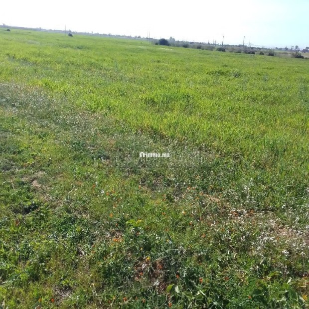 Terrain Agricole de 5,5 hectares Á El Mansouria - Vente Immobilier - El Mansouria - photo 4