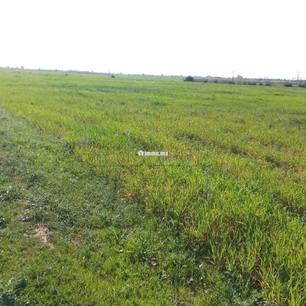Terrain Agricole de 5,5 hectares Á El Mansouria - Vente Immobilier - El Mansouria - photo 5
