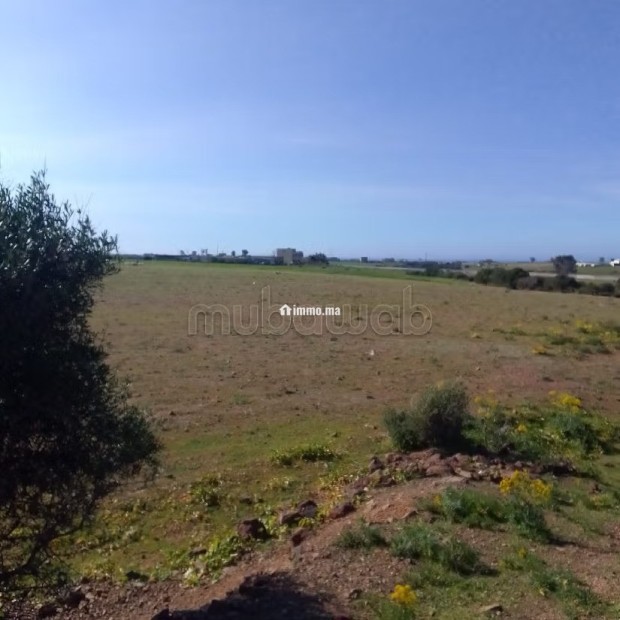 Terrain Agricole de 5,5 hectares Á El Mansouria - Vente Immobilier - El Mansouria - photo 6