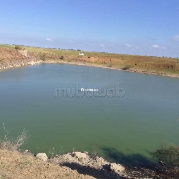 Terrain Agricole de 5,5 hectares Á El Mansouria - Vente Immobilier - El Mansouria - photo 8