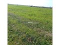 Terrain Agricole de 5,5 hectares Á El Mansouria - miniature 4