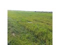 Terrain Agricole de 5,5 hectares Á El Mansouria - miniature 5