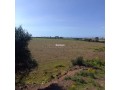 Terrain Agricole de 5,5 hectares Á El Mansouria - miniature 6