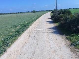 Terrain Agricole de 5,5 hectares Á El Mansouria - Terrain à vendre - El Mansouria