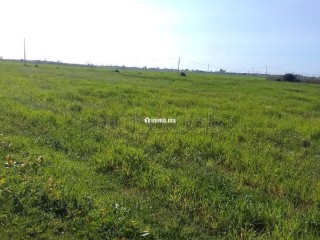 Terrain Agricole de 5,5 hectares Á El Mansouria - Terrain à vendre - El Mansouria