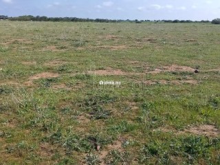 Terrain Agricole de 5,5 hectares Á El Mansouria - Terrain à vendre - El Mansouria