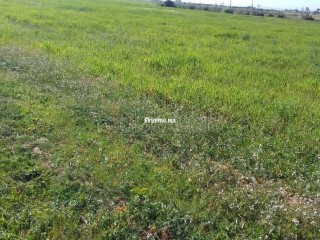 Terrain Agricole de 5,5 hectares Á El Mansouria - Terrain à vendre - El Mansouria