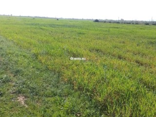 Terrain Agricole de 5,5 hectares Á El Mansouria - Terrain à vendre - El Mansouria
