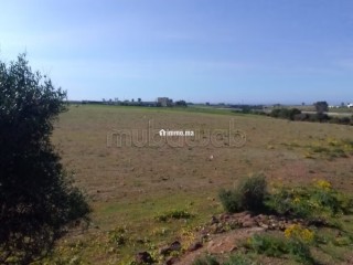 Terrain Agricole de 5,5 hectares Á El Mansouria - Terrain à vendre - El Mansouria