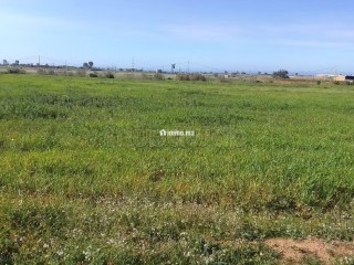 Terrain Agricole de 5,5 hectares Á El Mansouria - Terrain à vendre - El Mansouria