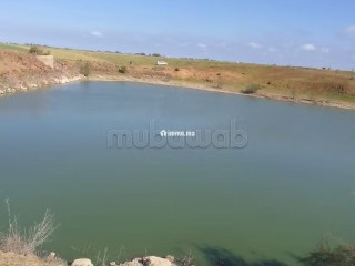 Terrain Agricole de 5,5 hectares Á El Mansouria - Terrain à vendre - El Mansouria