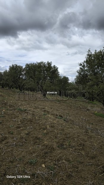 Terrain agricole de 560 hectares à Meknès - Vente Immobilier - Autre - photo 2