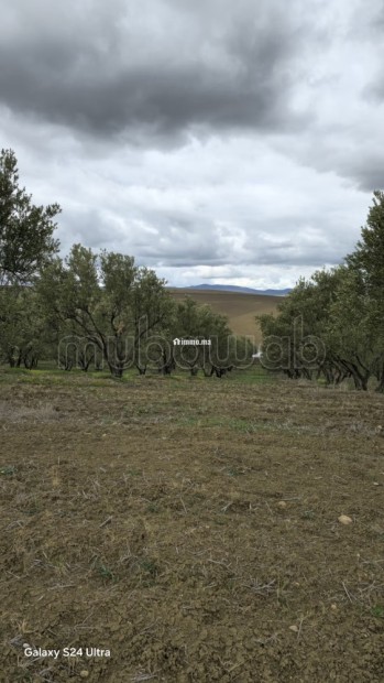 Terrain agricole de 560 hectares à Meknès - Vente Immobilier - Autre - photo 3