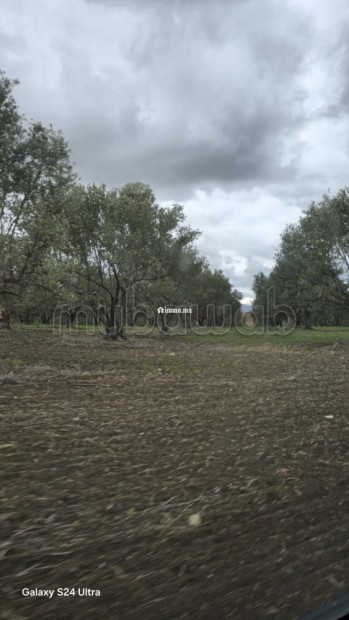 Terrain agricole de 560 hectares à Meknès - Vente Immobilier - Autre - photo 4