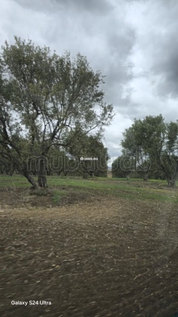 Terrain agricole de 560 hectares à Meknès - Vente Immobilier - Autre - photo 5