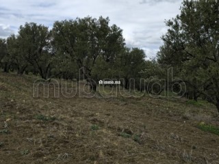 Terrain agricole de 560 hectares à Meknès - Terrain à vendre - Autre