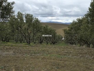 Terrain agricole de 560 hectares à Meknès - Terrain à vendre - Autre