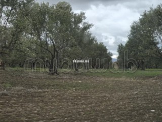 Terrain agricole de 560 hectares à Meknès - Terrain à vendre - Autre