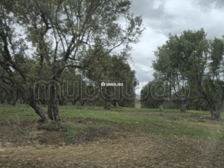 Terrain agricole de 560 hectares à Meknès - Terrain à vendre - Autre