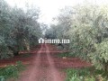 Une Ferme de 700 hectares à vendre - miniature 3