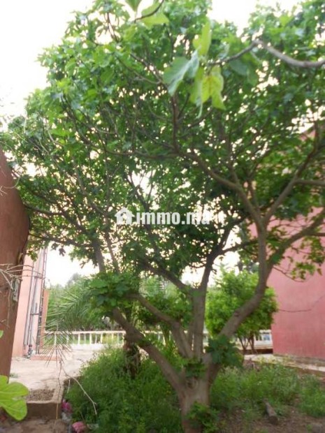FERME A VENDRE - Vente Immobilier - Berrechid - photo 2