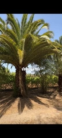 Ferme exceptionnelle à vendre près d'Assilah ✨ - Vente Immobilier - Tanger - photo 6