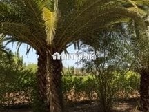 Ferme exceptionnelle à vendre près d'Assilah ✨ - Terrain à vendre - Tanger