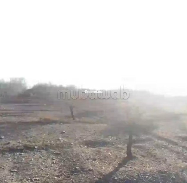 4 hectares avec des olives et puit a vendre - Vente Immobilier - Autre - photo 1