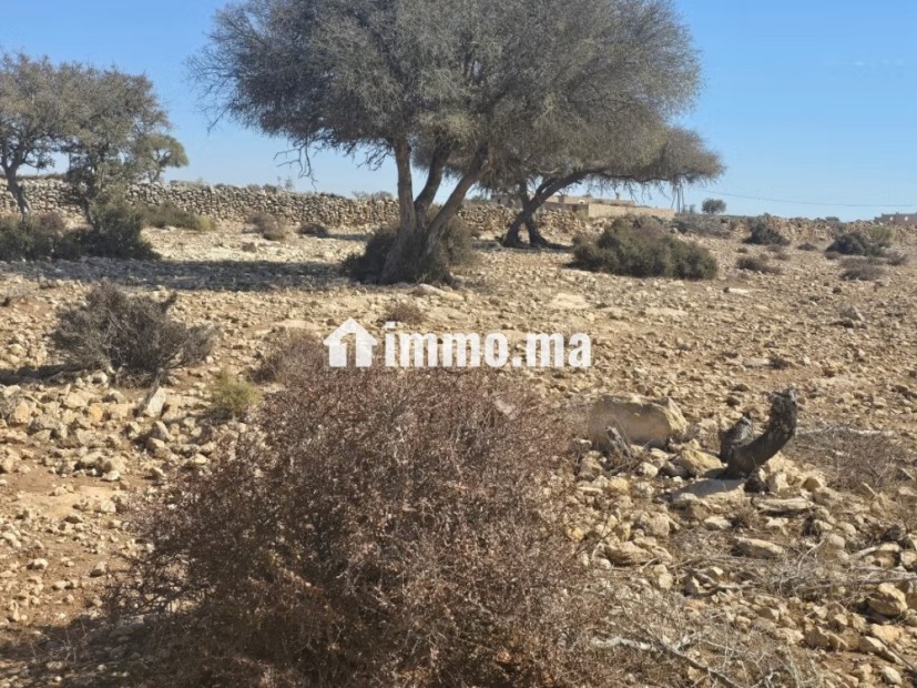 Terrain titré de 3 000 m² à Douar Lareich - Vente Immobilier - Essaouira - photo 1