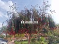 villa-de-haut-standing-a-vendre-a-masmoudi-4-chambres-agreables-jardin-et-terrasse-small-4