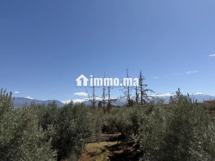 Domaine Olivier d'Exception à Route de l'Ourika - Vente Immobilier - Marrakech - photo 2