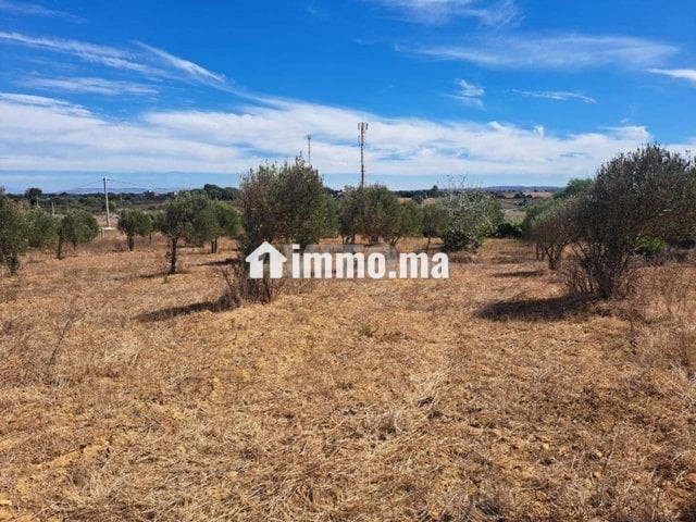 Terrain de 2568 m2 à vendre Briech route Asila - Vente Immobilier - Tanger - photo 6
