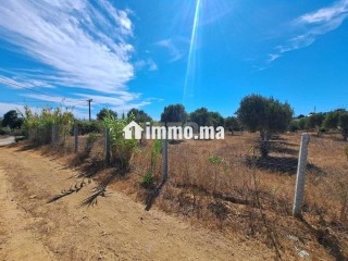 Terrain de 2568 m2 à vendre Briech route Asila - Terrain à vendre - Tanger