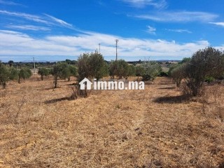 Terrain de 2568 m2 à vendre Briech route Asila - Terrain à vendre - Tanger
