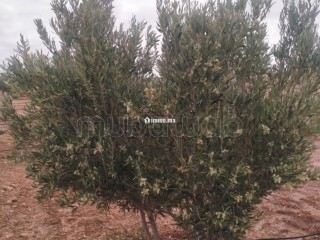 Ferme agricole équipée 10,5 hectares – Mzoudia - Terrain à vendre - Marrakech