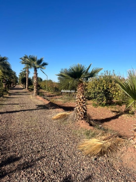 Ferme route de fes 6 hectares - Vente Immobilier - Marrakech - photo 2