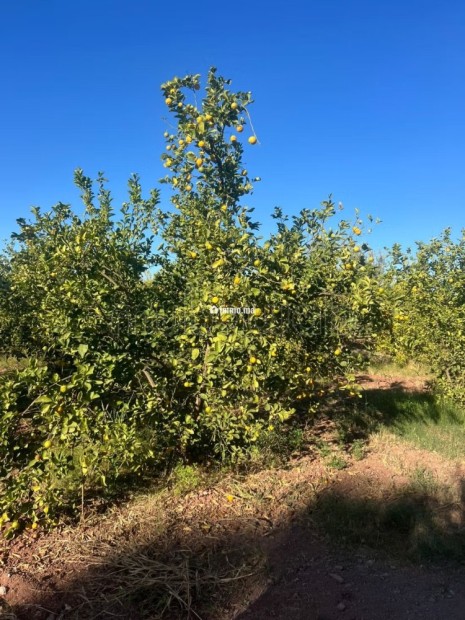 Ferme route de fes 6 hectares - Vente Immobilier - Marrakech - photo 3