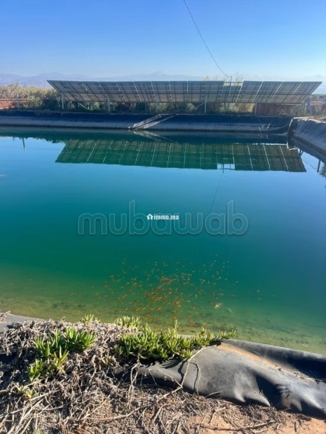 Ferme route de fes 6 hectares - Vente Immobilier - Marrakech - photo 4