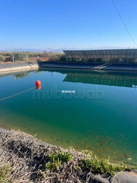 Ferme route de fes 6 hectares - Vente Immobilier - Marrakech - photo 6