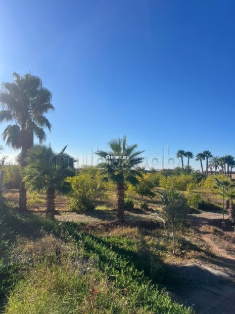 Ferme route de fes 6 hectares - Vente Immobilier - Marrakech - photo 7