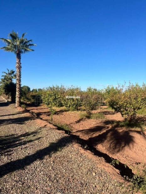 Ferme route de fes 6 hectares - Vente Immobilier - Marrakech - photo 8