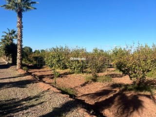 Ferme route de fes 6 hectares - Terrain à vendre - Marrakech