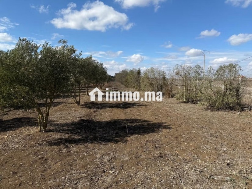 Ferme agricole exceptionnelle à Benslimane - Vente Immobilier - Autre - photo 5