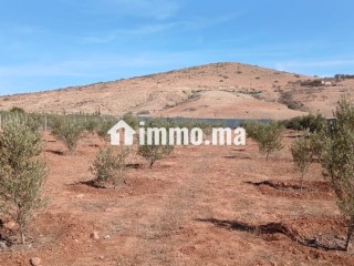 Projet immobilier - Appartement à vendre - Berkane