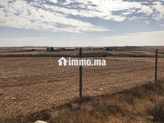 Deux terrains agricoles mitoyens 3,5 hectares - Vente Immobilier - Settat - photo 3