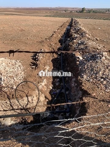 Deux terrains agricoles mitoyens 3,5 hectares - Vente Immobilier - Settat - photo 5